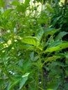 Fresh lemon basil kemangi, Ocimum basilicum, Ocimum americanum, O. basilicum var. anisatum Benth, Ocimum Ãâ africanum, citriodorum Royalty Free Stock Photo